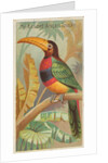 The Banded Aracari Toucan, from the Birds of the Tropics series for Allen & Ginter Ci…, 1889 by Allen & Ginter