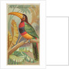 The Banded Aracari Toucan, from the Birds of the Tropics series for Allen & Ginter Ci…, 1889 by Allen & Ginter