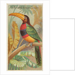 The Banded Aracari Toucan, from the Birds of the Tropics series for Allen & Ginter Ci…, 1889 by Allen & Ginter