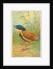 Pitta, from the Birds of the Tropics series for Allen & Ginter Cigarettes Brands, 1889 by Allen & Ginter