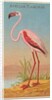 African Flamingo, from the Birds of the Tropics series for Allen & Ginter Cigarettes …, 1889 by Allen & Ginter