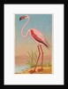 African Flamingo, from the Birds of the Tropics series for Allen & Ginter Cigarettes …, 1889 by Allen & Ginter