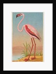 African Flamingo, from the Birds of the Tropics series for Allen & Ginter Cigarettes …, 1889 by Allen & Ginter