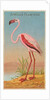 African Flamingo, from the Birds of the Tropics series for Allen & Ginter Cigarettes …, 1889 by Allen & Ginter