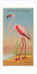 African Flamingo, from the Birds of the Tropics series for Allen & Ginter Cigarettes …, 1889 by Allen & Ginter