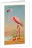 African Flamingo, from the Birds of the Tropics series for Allen & Ginter Cigarettes …, 1889 by Allen & Ginter
