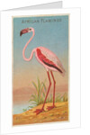 African Flamingo, from the Birds of the Tropics series for Allen & Ginter Cigarettes …, 1889 by Allen & Ginter