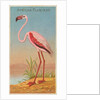 African Flamingo, from the Birds of the Tropics series for Allen & Ginter Cigarettes …, 1889 by Allen & Ginter