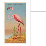 African Flamingo, from the Birds of the Tropics series for Allen & Ginter Cigarettes …, 1889 by Allen & Ginter