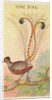 Lyre Bird, from the Birds of the Tropics series for Allen & Ginter Cigarettes Brands, 1889 by Allen & Ginter