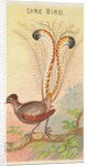 Lyre Bird, from the Birds of the Tropics series for Allen & Ginter Cigarettes Brands, 1889 by Allen & Ginter
