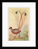 Lyre Bird, from the Birds of the Tropics series for Allen & Ginter Cigarettes Brands, 1889 by Allen & Ginter