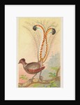 Lyre Bird, from the Birds of the Tropics series for Allen & Ginter Cigarettes Brands, 1889 by Allen & Ginter