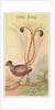 Lyre Bird, from the Birds of the Tropics series for Allen & Ginter Cigarettes Brands, 1889 by Allen & Ginter