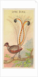 Lyre Bird, from the Birds of the Tropics series for Allen & Ginter Cigarettes Brands, 1889 by Allen & Ginter