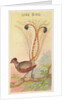 Lyre Bird, from the Birds of the Tropics series for Allen & Ginter Cigarettes Brands, 1889 by Allen & Ginter