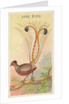 Lyre Bird, from the Birds of the Tropics series for Allen & Ginter Cigarettes Brands, 1889 by Allen & Ginter