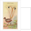 Lyre Bird, from the Birds of the Tropics series for Allen & Ginter Cigarettes Brands, 1889 by Allen & Ginter