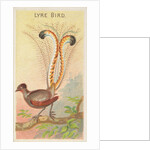 Lyre Bird, from the Birds of the Tropics series for Allen & Ginter Cigarettes Brands, 1889 by Allen & Ginter