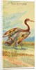 Sun Bittern, from the Birds of the Tropics series for Allen & Ginter Cigarettes Brands, 1889 by Allen & Ginter