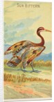 Sun Bittern, from the Birds of the Tropics series for Allen & Ginter Cigarettes Brands, 1889 by Allen & Ginter