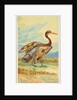 Sun Bittern, from the Birds of the Tropics series for Allen & Ginter Cigarettes Brands, 1889 by Allen & Ginter