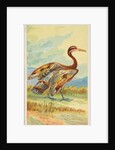 Sun Bittern, from the Birds of the Tropics series for Allen & Ginter Cigarettes Brands, 1889 by Allen & Ginter