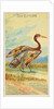 Sun Bittern, from the Birds of the Tropics series for Allen & Ginter Cigarettes Brands, 1889 by Allen & Ginter