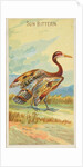 Sun Bittern, from the Birds of the Tropics series for Allen & Ginter Cigarettes Brands, 1889 by Allen & Ginter