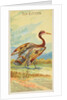Sun Bittern, from the Birds of the Tropics series for Allen & Ginter Cigarettes Brands, 1889 by Allen & Ginter
