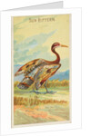 Sun Bittern, from the Birds of the Tropics series for Allen & Ginter Cigarettes Brands, 1889 by Allen & Ginter