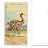 Sun Bittern, from the Birds of the Tropics series for Allen & Ginter Cigarettes Brands, 1889 by Allen & Ginter