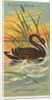 Black Swan, from the Birds of the Tropics series for Allen & Ginter Cigarettes Brands, 1889 by Allen & Ginter