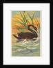 Black Swan, from the Birds of the Tropics series for Allen & Ginter Cigarettes Brands, 1889 by Allen & Ginter