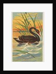 Black Swan, from the Birds of the Tropics series for Allen & Ginter Cigarettes Brands, 1889 by Allen & Ginter