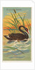 Black Swan, from the Birds of the Tropics series for Allen & Ginter Cigarettes Brands, 1889 by Allen & Ginter