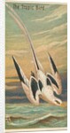 The Tropic Bird, from the Birds of the Tropics series for Allen & Ginter Cigarettes B…, 1889 by Allen & Ginter