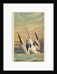 The Tropic Bird, from the Birds of the Tropics series for Allen & Ginter Cigarettes B…, 1889 by Allen & Ginter