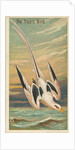 The Tropic Bird, from the Birds of the Tropics series for Allen & Ginter Cigarettes B…, 1889 by Allen & Ginter