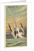 The Tropic Bird, from the Birds of the Tropics series for Allen & Ginter Cigarettes B…, 1889 by Allen & Ginter