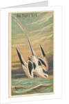 The Tropic Bird, from the Birds of the Tropics series for Allen & Ginter Cigarettes B…, 1889 by Allen & Ginter
