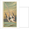 The Tropic Bird, from the Birds of the Tropics series for Allen & Ginter Cigarettes B…, 1889 by Allen & Ginter