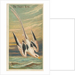 The Tropic Bird, from the Birds of the Tropics series for Allen & Ginter Cigarettes B…, 1889 by Allen & Ginter