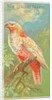 New Zealand Parrot, from the Birds of the Tropics series for Allen & Ginter Cigarette…, 1889 by Allen & Ginter
