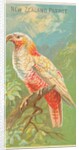 New Zealand Parrot, from the Birds of the Tropics series for Allen & Ginter Cigarette…, 1889 by Allen & Ginter