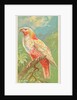 New Zealand Parrot, from the Birds of the Tropics series for Allen & Ginter Cigarette…, 1889 by Allen & Ginter