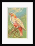 New Zealand Parrot, from the Birds of the Tropics series for Allen & Ginter Cigarette…, 1889 by Allen & Ginter