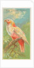 New Zealand Parrot, from the Birds of the Tropics series for Allen & Ginter Cigarette…, 1889 by Allen & Ginter