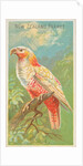 New Zealand Parrot, from the Birds of the Tropics series for Allen & Ginter Cigarette…, 1889 by Allen & Ginter