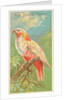 New Zealand Parrot, from the Birds of the Tropics series for Allen & Ginter Cigarette…, 1889 by Allen & Ginter